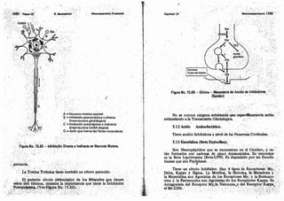 Tomo3tratadodeneuroanatomíafuncional.pdf
