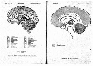 Tomo3tratadodeneuroanatomíafuncional.pdf