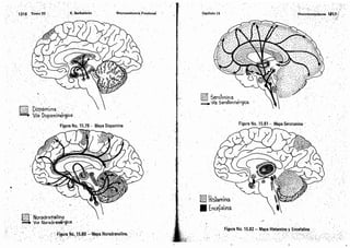 Tomo3tratadodeneuroanatomíafuncional.pdf
