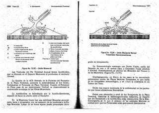 Tomo3tratadodeneuroanatomíafuncional.pdf