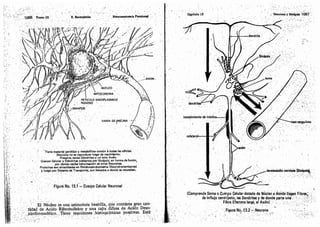 Tomo3tratadodeneuroanatomíafuncional.pdf