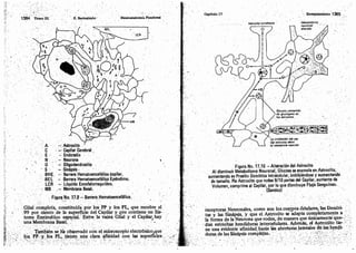 Tomo3tratadodeneuroanatomíafuncional.pdf