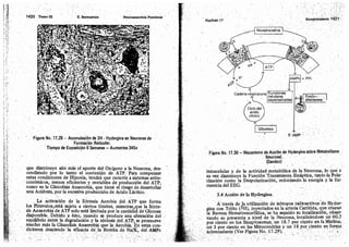 Tomo3tratadodeneuroanatomíafuncional.pdf