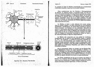Tomo3tratadodeneuroanatomíafuncional.pdf