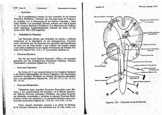 Tomo3tratadodeneuroanatomíafuncional.pdf