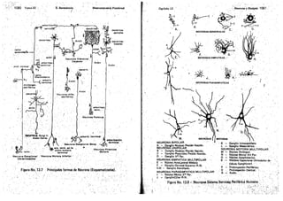 Tomo3tratadodeneuroanatomíafuncional.pdf