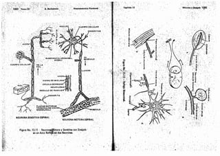 Tomo3tratadodeneuroanatomíafuncional.pdf