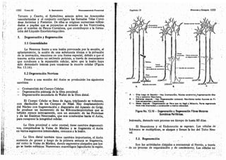 Tomo3tratadodeneuroanatomíafuncional.pdf