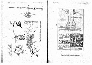 Tomo3tratadodeneuroanatomíafuncional.pdf