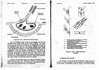 Tomo3tratadodeneuroanatomíafuncional.pdf