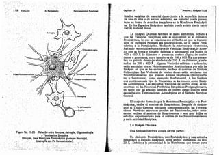 Tomo3tratadodeneuroanatomíafuncional.pdf
