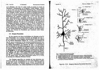 Tomo3tratadodeneuroanatomíafuncional.pdf