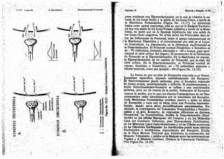 Tomo3tratadodeneuroanatomíafuncional.pdf