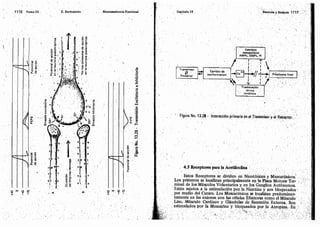 Tomo3tratadodeneuroanatomíafuncional.pdf