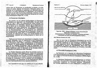Tomo3tratadodeneuroanatomíafuncional.pdf