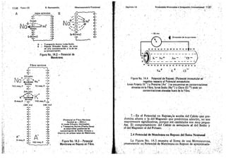 Tomo3tratadodeneuroanatomíafuncional.pdf