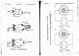 Tomo3tratadodeneuroanatomíafuncional.pdf