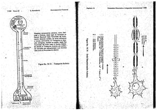 Tomo3tratadodeneuroanatomíafuncional.pdf
