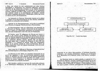 Tomo3tratadodeneuroanatomíafuncional.pdf