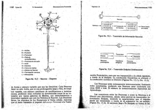 Tomo3tratadodeneuroanatomíafuncional.pdf