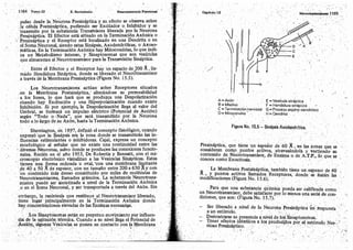 Tomo3tratadodeneuroanatomíafuncional.pdf
