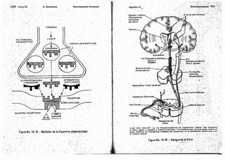 Tomo3tratadodeneuroanatomíafuncional.pdf