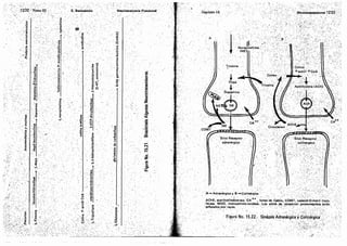 Tomo3tratadodeneuroanatomíafuncional.pdf