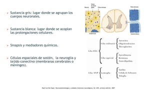  Sustancia gris: lugar donde se agrupan los
cuerpos neuronales.
 Sustancia blanca: lugar donde se acoplan
las prolongaciones celulares.
 Sinapsis y mediadores químicos.
 Células espaciales de sostén, la neuroglia y
tejido conectivo (membranas cerebrales o
meninges).
.Raúl Carrillo Esper, Neuroanestesiología y cuidados intensivos neurológicos, Ed. Alfil, primera edición, 2007
 