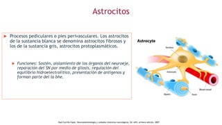 Astrocitos
 Procesos pediculares o pies perivasculares. Los astrocitos
de la sustancia blanca se denomina astrocitos fibrosos y
los de la sustancia gris, astrocitos protoplasmáticos.
 Funciones: Sostén, aislamiento de los órganos del neuroeje,
reparación del SN por medio de gliosis, regulación del
equilibrio hidroelectrolítico, presentación de antígenos y
forman parte del la bhe.
.Raúl Carrillo Esper, Neuroanestesiología y cuidados intensivos neurológicos, Ed. Alfil, primera edición, 2007
 