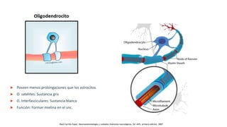  Poseen menos prolongaciones que los astrocitos.
 O. satélites: Sustancia gris
 O. Interfasciculares: Sustancia blanca
 Función: Formar mielina en el snc.
.Raúl Carrillo Esper, Neuroanestesiología y cuidados intensivos neurológicos, Ed. Alfil, primera edición, 2007
 