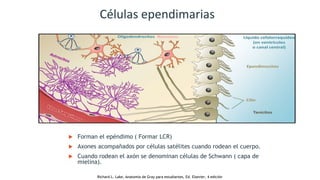 Células ependimarias
 Forman el epéndimo ( Formar LCR)
 Axones acompañados por células satélites cuando rodean el cuerpo.
 Cuando rodean el axón se denominan células de Schwann ( capa de
mielina).
Richard L. Lake, Anatomía de Gray para estudiantes, Ed. Elsevier, 4 edición
 