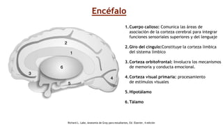 1.Cuerpo calloso: Comunica las áreas de
asociación de la corteza cerebral para integrar
funciones sensoriales superiores y del lenguaje
2.Giro del cíngulo:Constituye la corteza limbica
del sistema limbico
3.Corteza orbitofrontal: Involucra los mecanismos
de memoria y conducta emocional.
4.Corteza visual primaria: procesamiento
de estímulos visuales
5.Hipotálamo
6.Tálamo
Encéfalo
Richard L. Lake, Anatomía de Gray para estudiantes, Ed. Elsevier, 4 edición
 