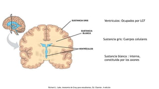 Sustancia gris: Cuerpos celulares
Sustancia blanca : interna,
constituida por los axones
Ventriculos: Ocupados por LCF
Richard L. Lake, Anatomía de Gray para estudiantes, Ed. Elsevier, 4 edición
 