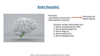 Bulbo Raquídeo
Fascículos:
-ascendentes (sensoriales)
-Descendentes (motores)
Comunican con
médula espinal
Contiene núcleos relacionados con:
1.-Nervio vestibulococlear (VIII)
2.-Nervio glosofaringeo (IX)
3.-Nervio vago (X)
4.-Nervio espinal (XI)
5.-Nervio hipogloso (XII)
Richard L. Lake, Anatomía de Gray para estudiantes, Ed. Elsevier, 4 edición
 