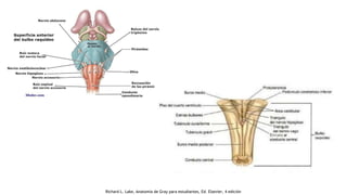 Richard L. Lake, Anatomía de Gray para estudiantes, Ed. Elsevier, 4 edición
 