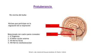 Protuberancia
Por encima del bulbo
Núcleos que participan en la
regulación de la respiración
Relacionado con cuatro pares craneales:
1.-V Trigémino
2.-VI Motor ocular externo
3.-VII Nervio facial
4.-VIII Nervio vestibulococlear
Richard L. Lake, Anatomía de Gray para estudiantes, Ed. Elsevier, 4 edición
 