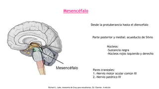 Mesencéfalo
Desde la protuberancia hasta el diencefalo
Parte posterior y medial: acueducto de Silvio
Núcleos:
-Sustancia negra
-Núcleos rojos izquierdo y derecho
Pares craneales:
1.-Nervio motor ocular común III
2.-Nervio patético IV
Richard L. Lake, Anatomía de Gray para estudiantes, Ed. Elsevier, 4 edición
 