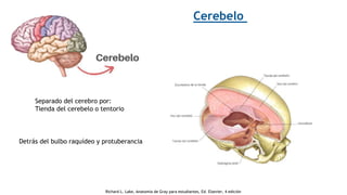 Cerebelo
Detrás del bulbo raquídeo y protuberancia
Separado del cerebro por:
Tienda del cerebelo o tentorio
Richard L. Lake, Anatomía de Gray para estudiantes, Ed. Elsevier, 4 edición
 