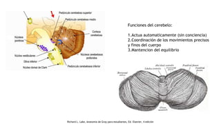 Funciones del cerebelo:
1.Actua automaticamente (sin conciencia)
2.Coordinación de los movimientos precisos
y finos del cuerpo
3.Mantencion del equilibrio
Richard L. Lake, Anatomía de Gray para estudiantes, Ed. Elsevier, 4 edición
 