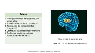 Masa ovoide de sustancia gris
Mide de 3 cm x 1.5 cm aproximadamente
.Nolte J, introducción a la anatomía funcional, 3 ed. Mosby, 2000
 