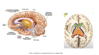 .Nolte J, introducción a la anatomía funcional, 3 ed. Mosby, 2000
 