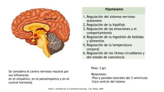 Peso: 3 grs
Se considera el centro nervioso visceral por
sus influencias
en el simpático, en el parasimpatico y en el
control hormonal
Relaciones:
-Piso y paredes laterales del 3 ventrículo
-Cara ventral del talamo
.Nolte J, introducción a la anatomía funcional, 3 ed. Mosby, 2000
 