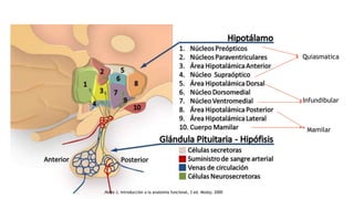 Quiasmatica
Infundibular
Mamilar
.Nolte J, introducción a la anatomía funcional, 3 ed. Mosby, 2000
 