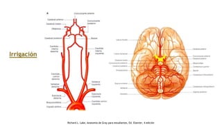 Irrigación
Richard L. Lake, Anatomía de Gray para estudiantes, Ed. Elsevier, 4 edición
 