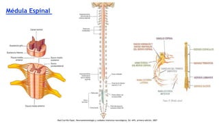 Médula Espinal
.Raúl Carrillo Esper, Neuroanestesiología y cuidados intensivos neurológicos, Ed. Alfil, primera edición, 2007
 