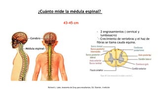 ¿Cuánto mide la médula espinal?
43-45 cm
- 2 engrosamientos ( cervical y
lumbosacro)
´- Crecimiento de vertebras y el haz de
fibras se llama cauda equina.
Richard L. Lake, Anatomía de Gray para estudiantes, Ed. Elsevier, 4 edición
 