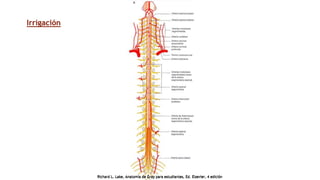 Irrigación
Richard L. Lake, Anatomía de Gray para estudiantes, Ed. Elsevier, 4 edición
Richard L. Lake, Anatomía de Gray para estudiantes, Ed. Elsevier, 4 edición
 