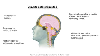 Líquido cefaloraquideo
Transparente e
incoloro
Protegen el encefalo y la medula
espinal contra lesiones
químicas y físicas
Se produce en:
Plexos coroideos
Circula a través de los
ventrículos, epéndimo y espacio
subaracnoideo
Reabsorbe por las
vellosidades aracnoideas
Richard L. Lake, Anatomía de Gray para estudiantes, Ed. Elsevier, 4 edición
 
