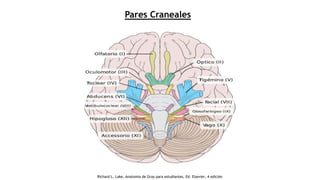 Pares Craneales
Richard L. Lake, Anatomía de Gray para estudiantes, Ed. Elsevier, 4 edición
 