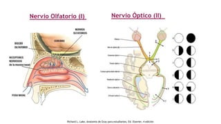 Nervio Olfatorio (I) Nervio Óptico (II)
Richard L. Lake, Anatomía de Gray para estudiantes, Ed. Elsevier, 4 edición
 